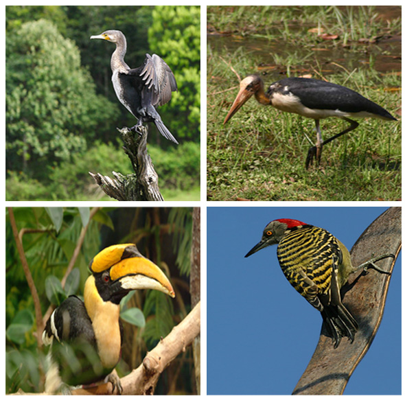Migratory Birds in Indian Sub-continent
