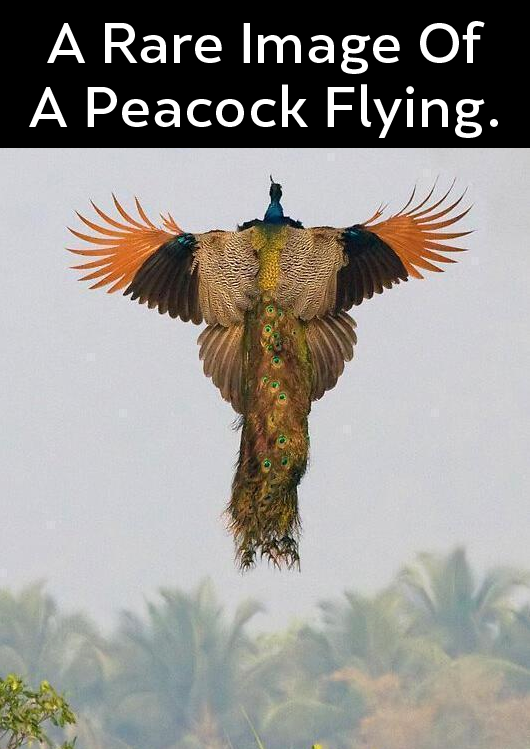 Peacock - National Bird of India