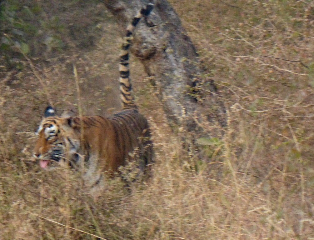 Tiger Sighting captured by our client