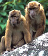 Arunachal Macaco