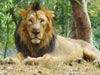Indian león asiático