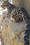 Leopardo nublado India