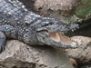 Crocodile - Mugger