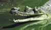 Alligator - Gharial