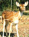 Indian Deer