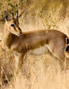 Gazelle India