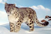 Indian Snow Leopard