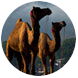 Pushkar festival de chameau