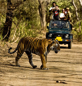 Indian Wildlife Tour Pakete