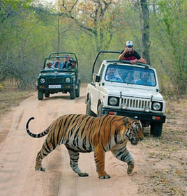 Entdecken Sie Indien mit Tiger