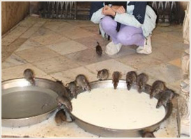 Karni Mata Temple - Adoré rats