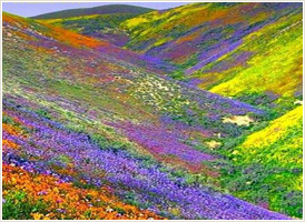 Trek to Valley of Flowers - Pouvez-vous le croire